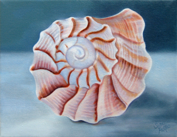Contemplation: Spiral Conch on Gray by Susanna Pantas
